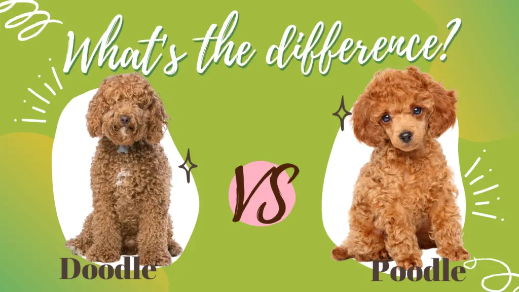 Doodle vs Poodle_ What's the Difference