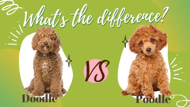 Doodle vs Poodle_ What's the Difference