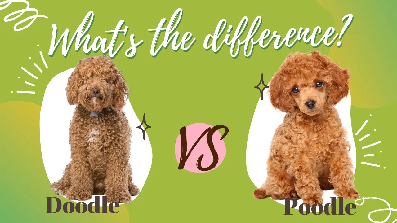 Doodle vs Poodle – What’s the Difference?