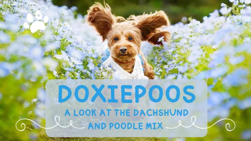 Doxiepoos_ A Look at the Dachshund and Poodle Mix Breed