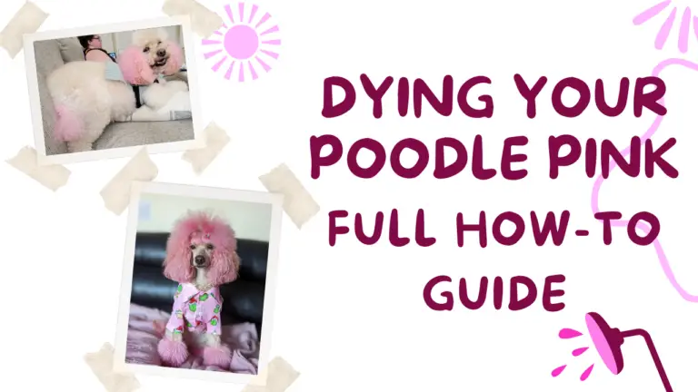 Dying Your Poodle Pink_ Full How-To Guide