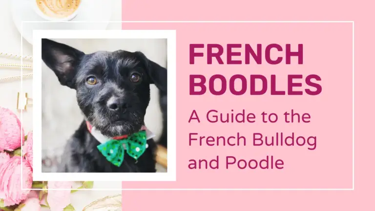 French Boodles_ A Guide to the French Bulldog and Poodle Mix