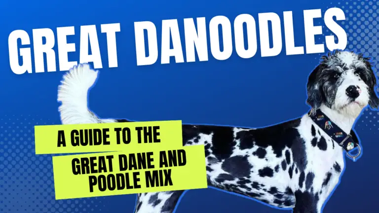 Great Danoodles_ A Guide to the Great Dane and Poodle Mix