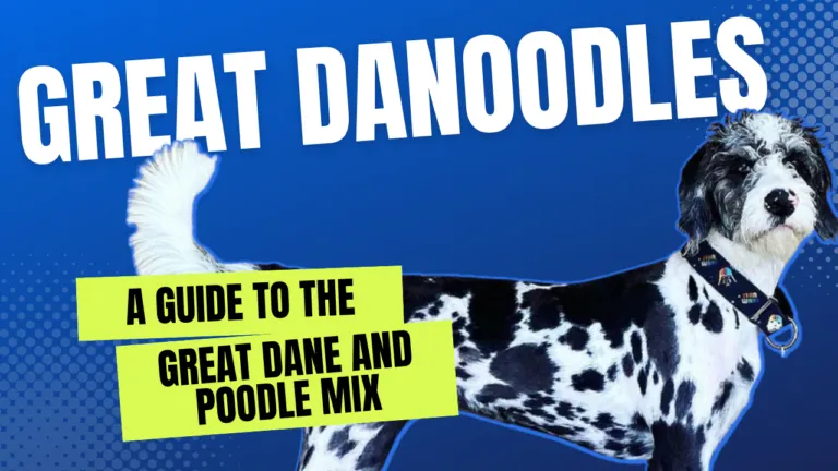 Great Danoodles_ A Guide to the Great Dane and Poodle Mix