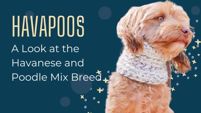Havapoos_ A Look at the Havanese and Poodle Mix Breed
