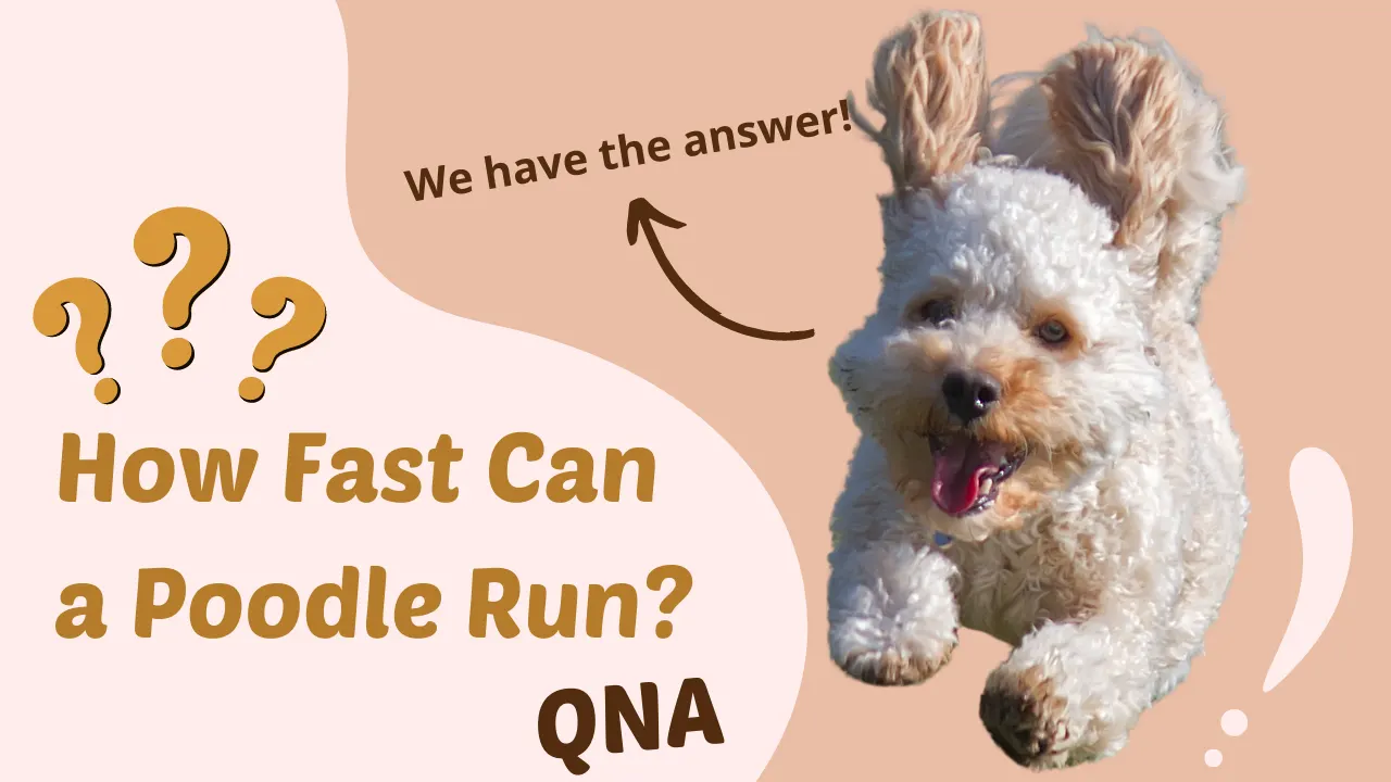 How Fast Can a Poodle Run? We have the answer