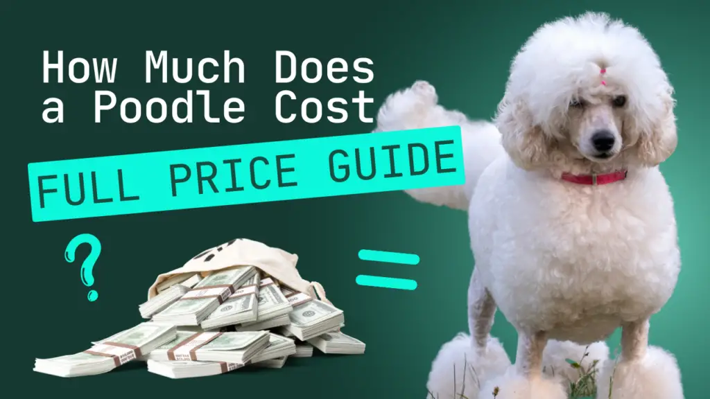 How Much Does a Poodle Cost_ 2022 Price Guide