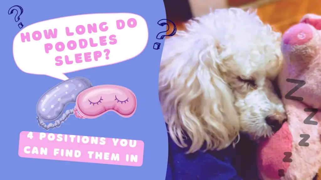 How long do poodles sleep & 4 Positions you can find them in