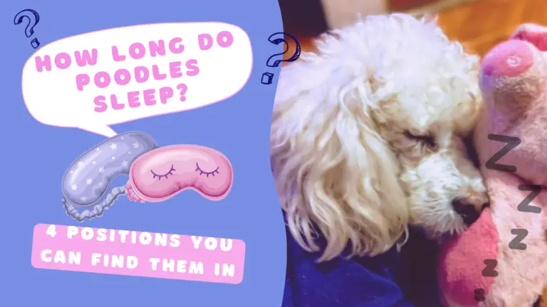 How long do poodles sleep & 4 Positions you can find them in