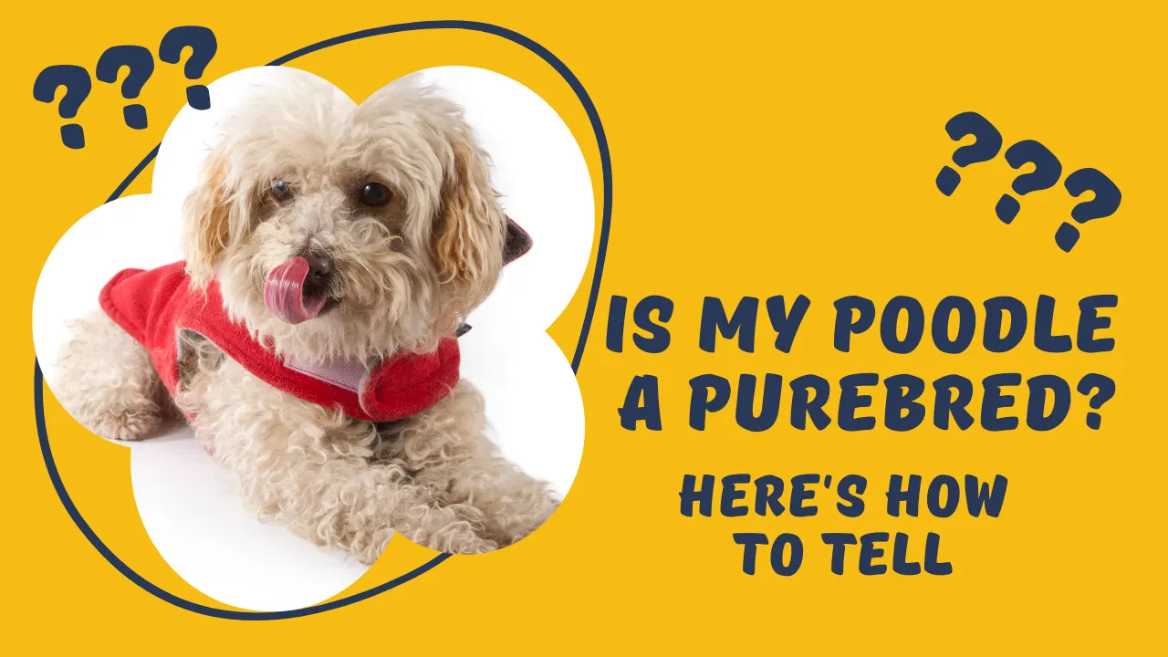 Is My Poodle a Purebred: Here’s How to Tell
