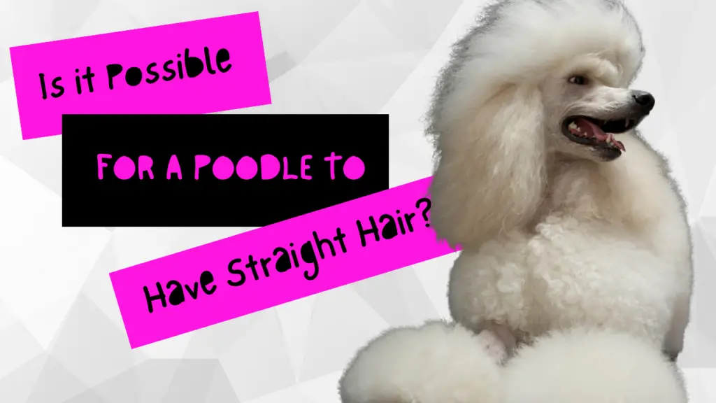 Is it Possible for a Poodle to Have Straight Hair