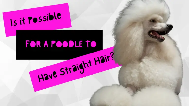 Is it Possible for a Poodle to Have Straight Hair