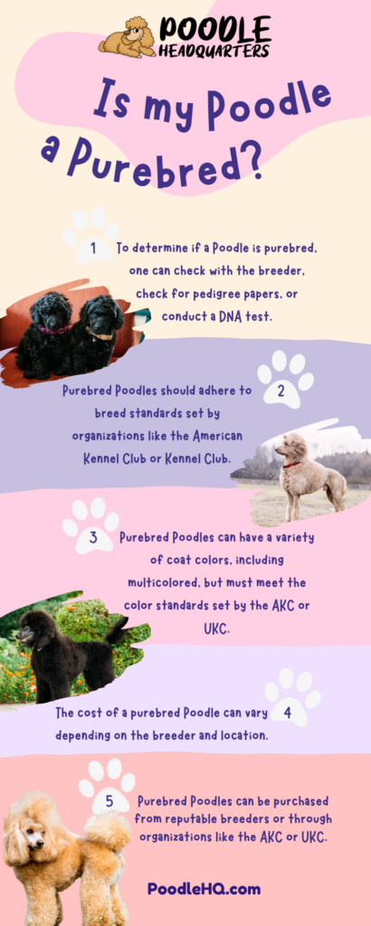 Is My Poodle A Purebred Infographic