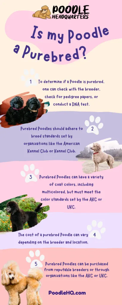 Is my Poodle a Purebred Infographic