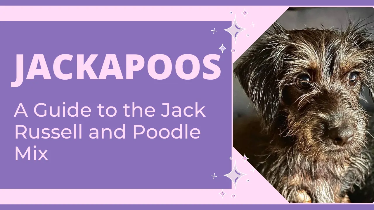 Jackapoo: Jack Russell Poodle Mix