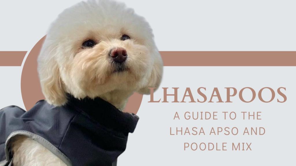 Lhasapoos_ A Guide to the Lhasa Apso and Poodle Mix