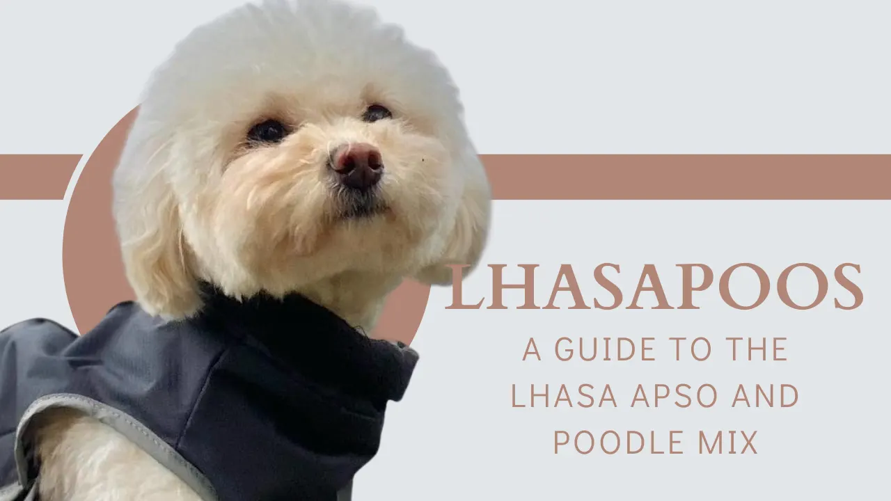 Lhasapoo: Lhasa Apso Poodle Mix