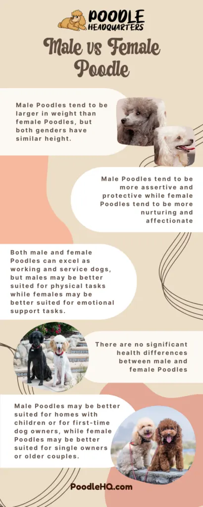 Male vs Female Poodle Infographic