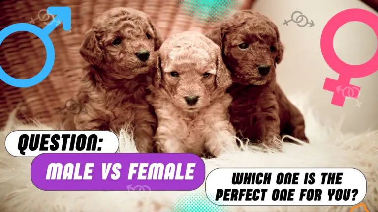 Male vs. Female Poodle_ Which One is the Perfect for You