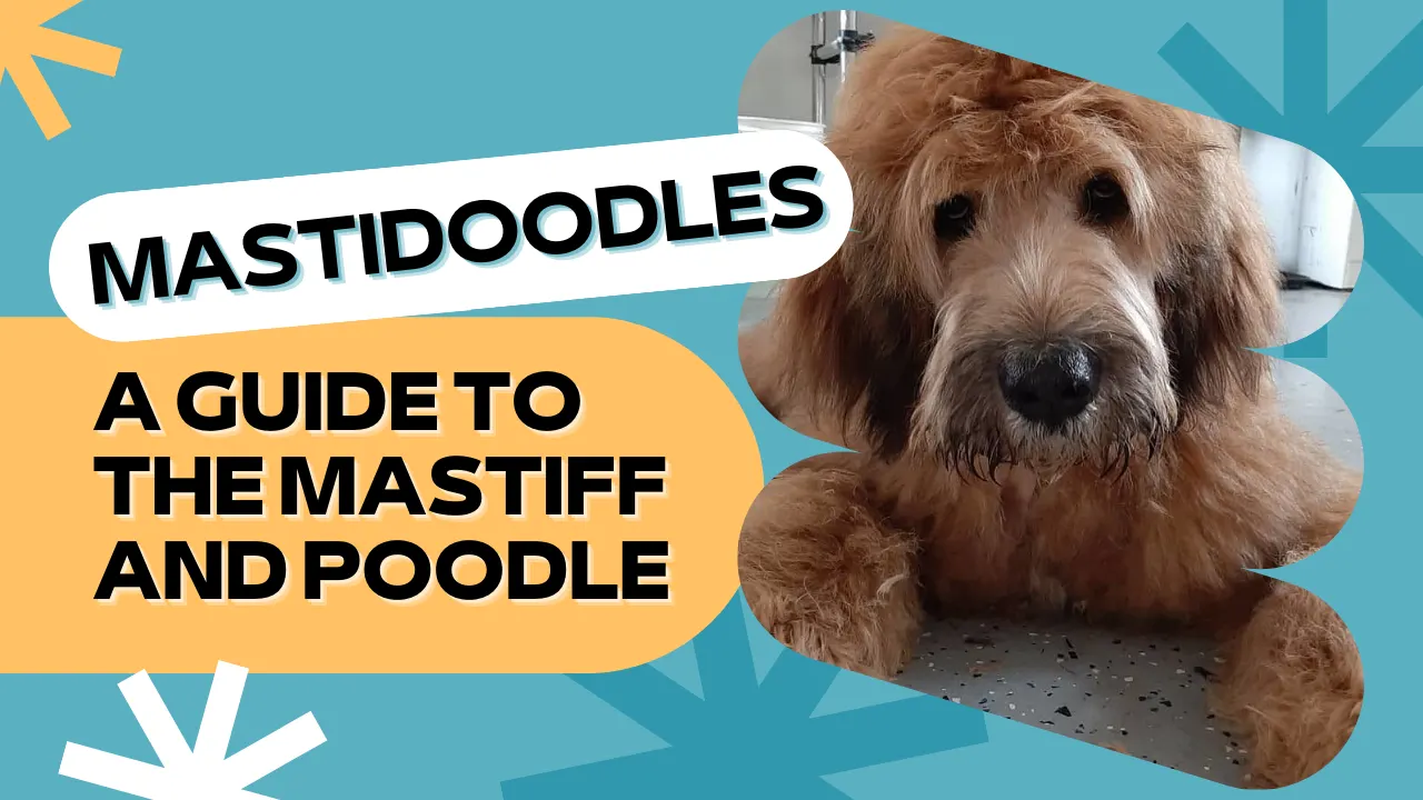 Mastidoodle – Mastiff Poodle Mix