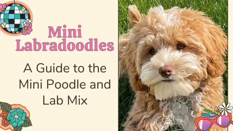Mini Labradoodles_ A Guide to the Mini Poodle and Lab Mix