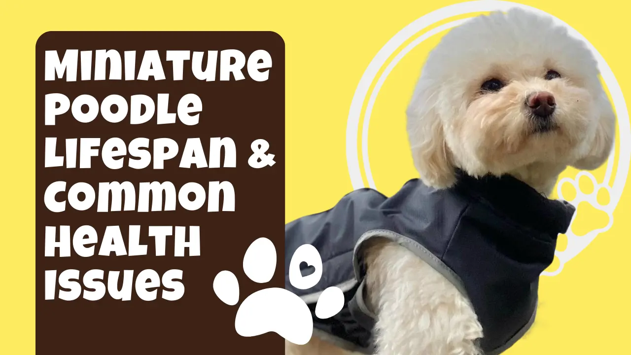 Miniature Poodle Health: Common Issues and Solutions