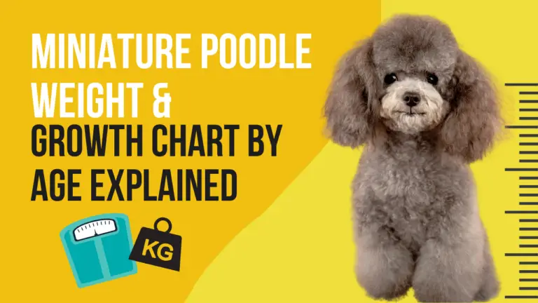 Miniature Poodle Weight & Growth Chart by Age Explained