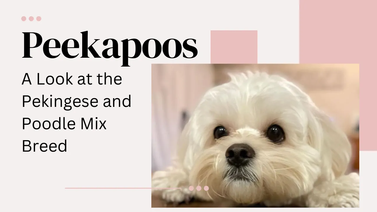 Peekapoo: Pekingese Poodle Mix