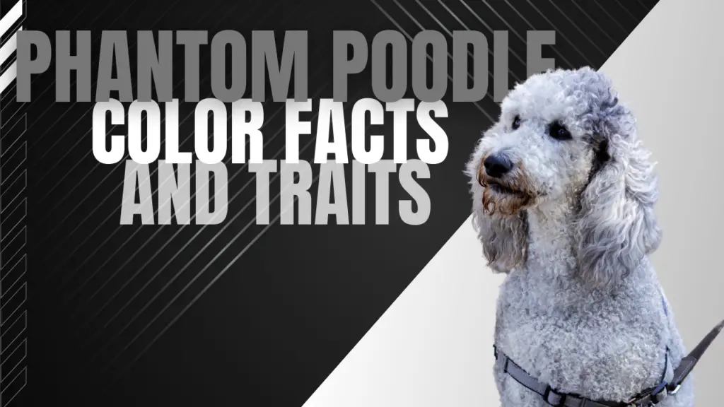Phantom Poodle Color Facts and Traits