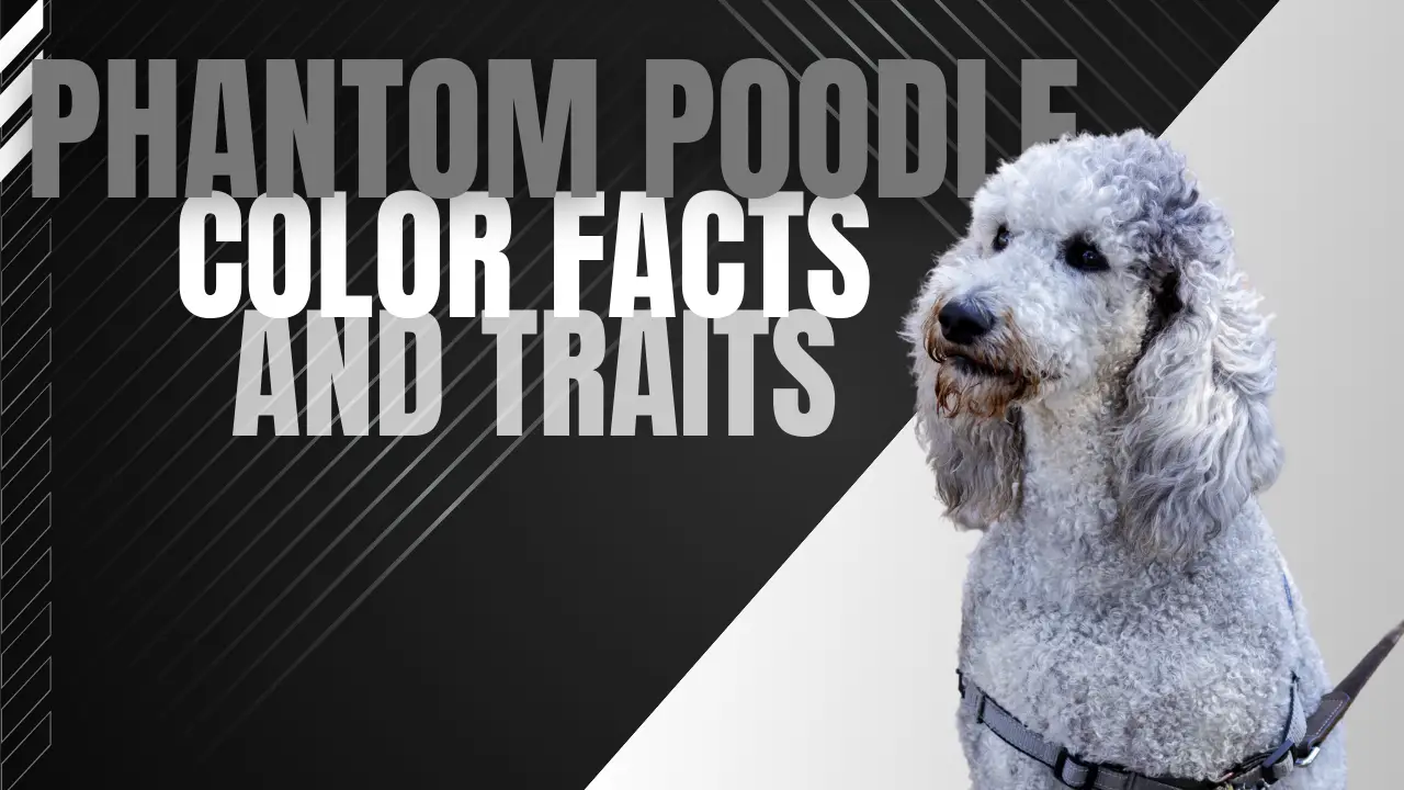 Phantom Poodle Color Facts And Traits