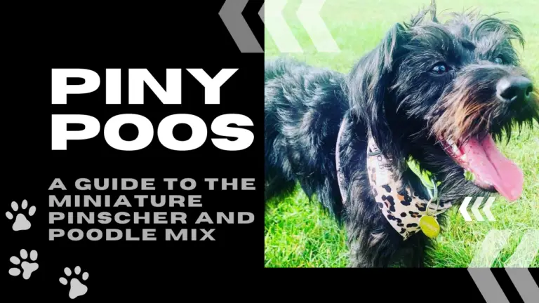 Piny Poos_ A Guide to the Miniature Pinscher and Poodle Mix