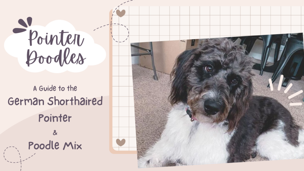 Pointer Doodles_ A Guide to the German Shorthaired Pointer and Poodle Mix