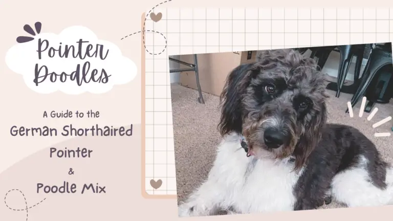 Pointer Doodles_ A Guide to the German Shorthaired Pointer and Poodle Mix