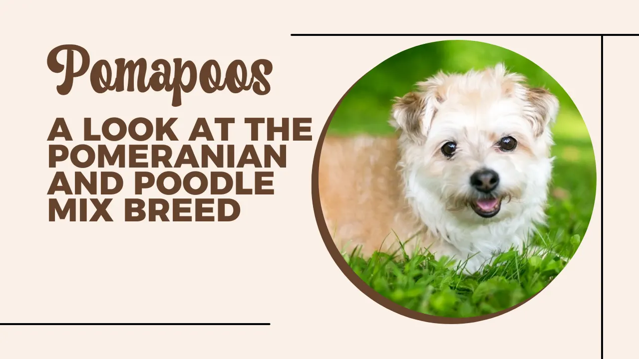 What Is Pomapoo – Pomeranian Poodle Mix