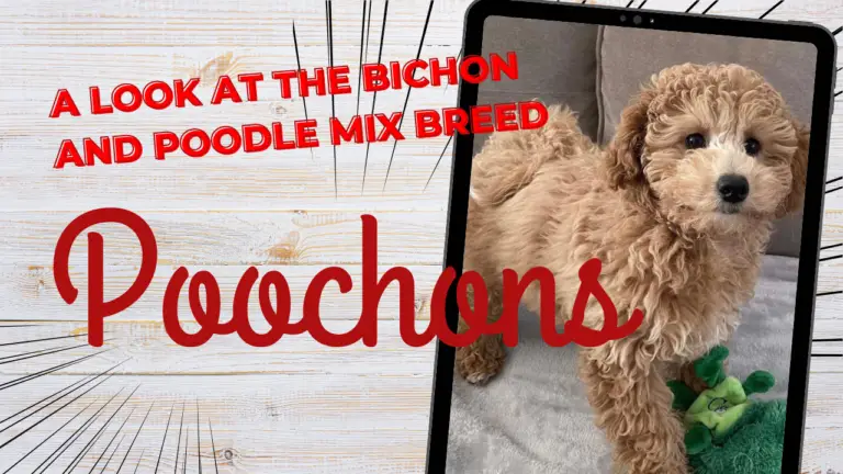 Poochons_ A Look at the Bichon and Poodle Mix Breed