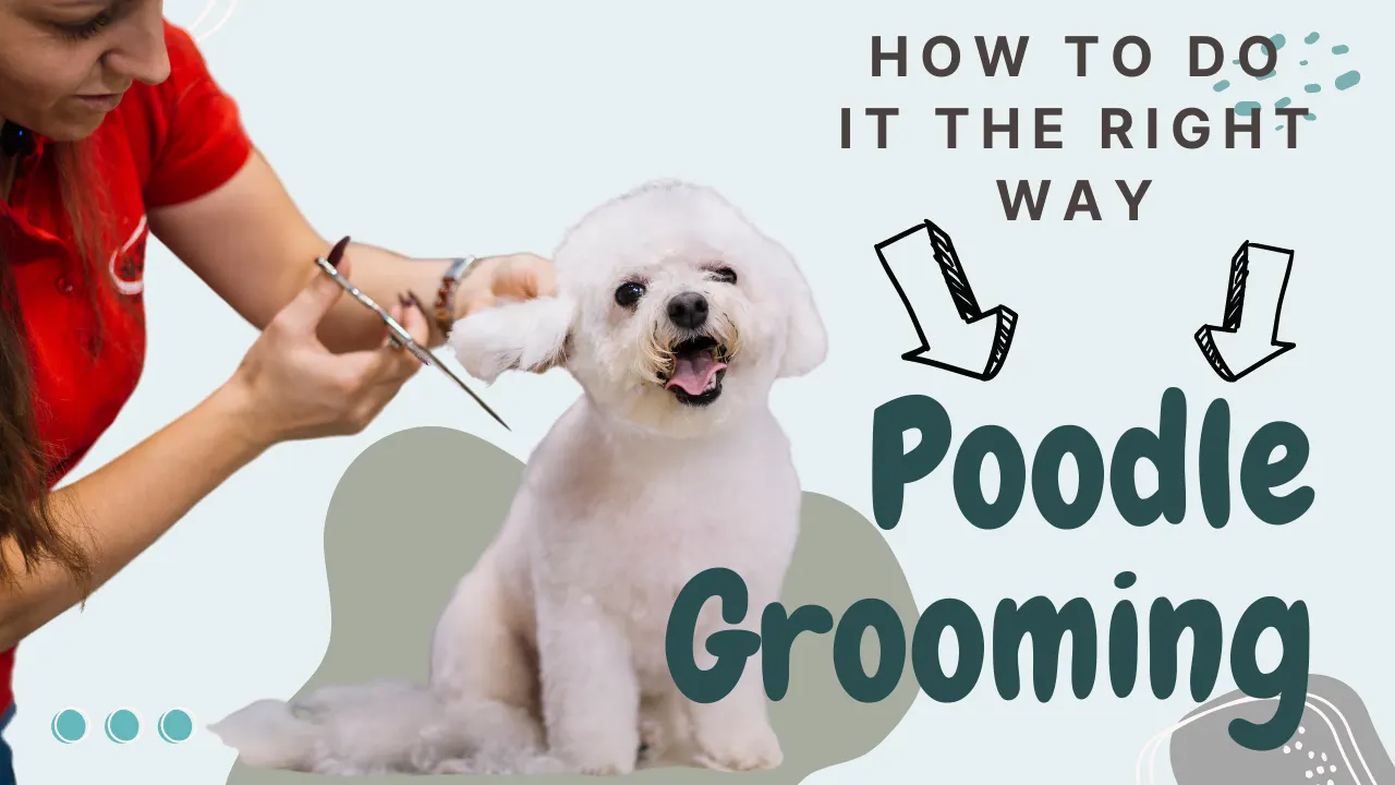 Poodle Grooming – How To Do It The Right Way