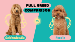 Poodle or Goldendoodle: Comprehensive Breed Comparison