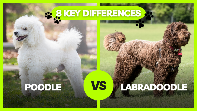 Poodle vs Labradoodle_ 8 Key Differences