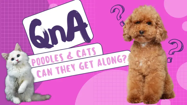 Poodles and Cats_ Can They Get Along