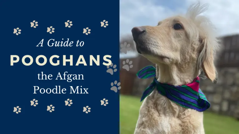 Pooghans_ A Guide to the Afgan Poodle Mix Breed