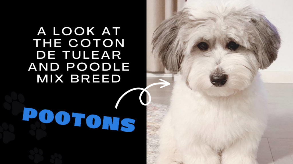 Pootons_ A Look at the Coton De Tulear and Poodle Mix Breed