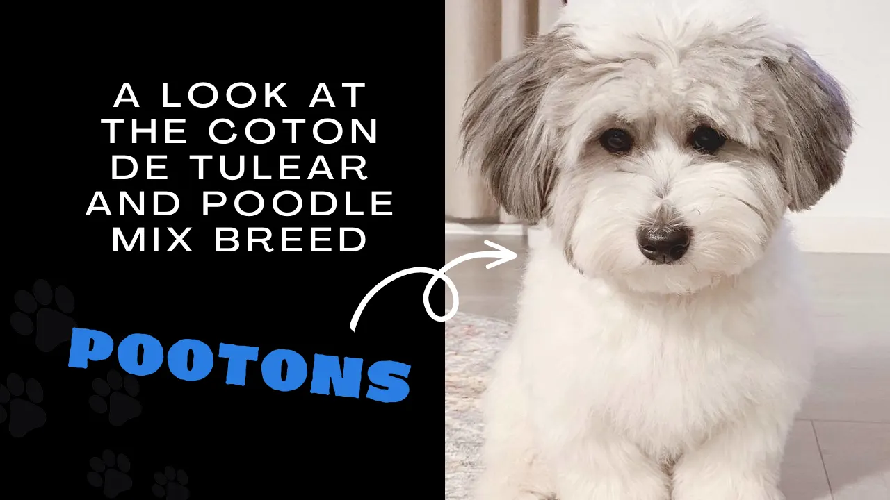 Coton De Tulear Poodle Mix – Pooton
