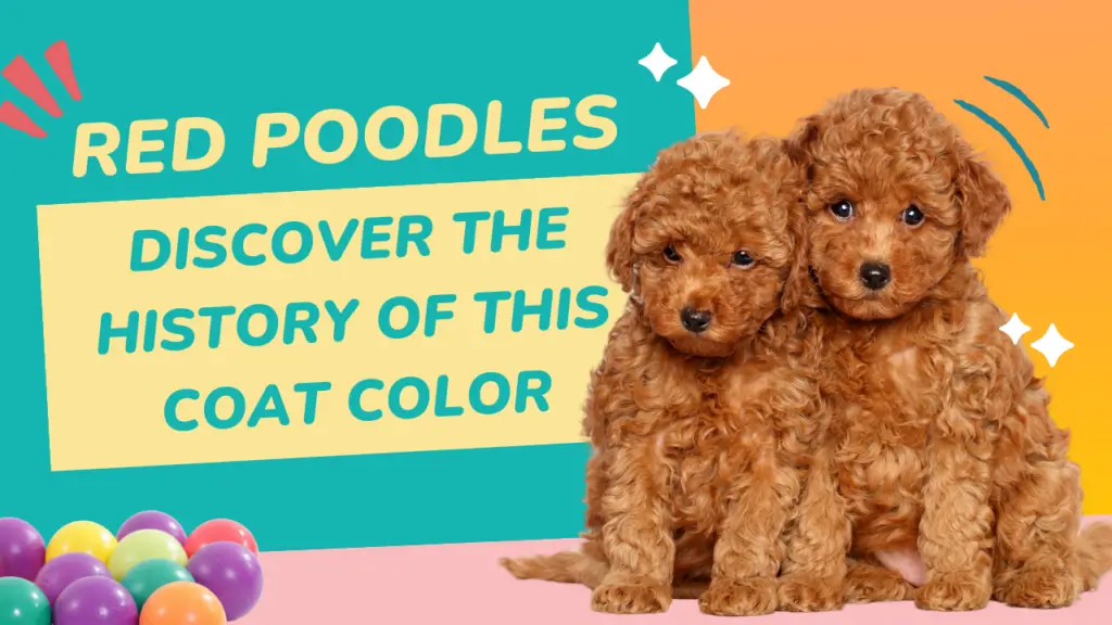 Red Poodles - Discover The History of This Coat Color
