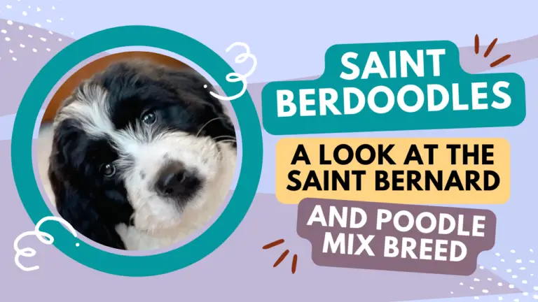 Saint Berdoodles_ A Look at the Saint Bernard and Poodle Mix Breed
