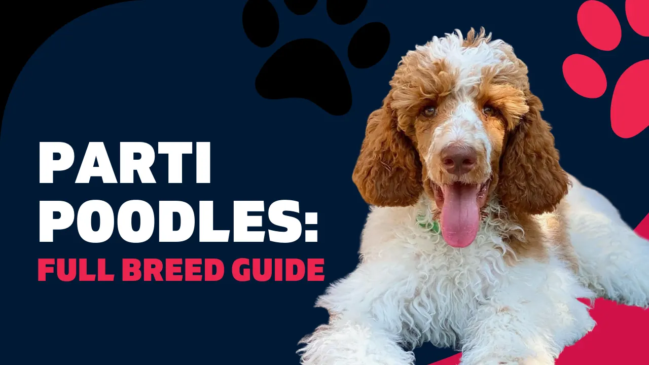 Parti Poodles 101: What Makes Their Coats so Striking