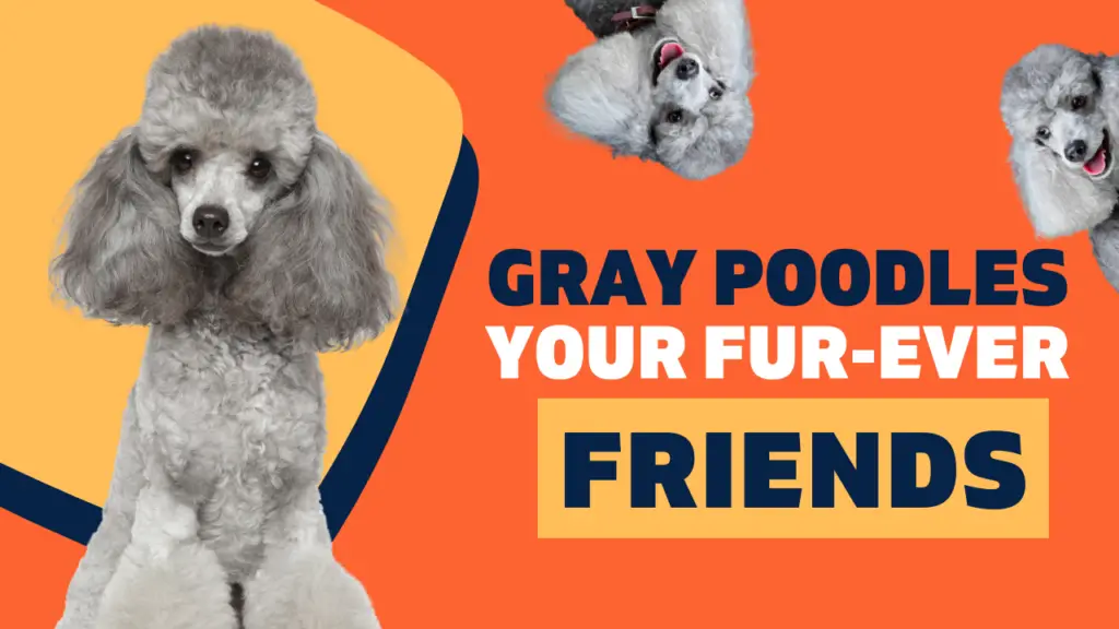 gray poodle