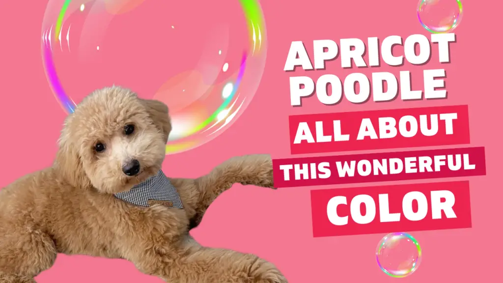 apricot poodle