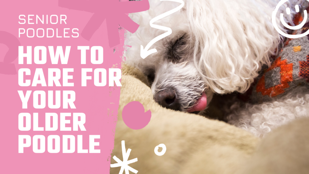 Senior Poodle_ How To Care For Your Older Poodle