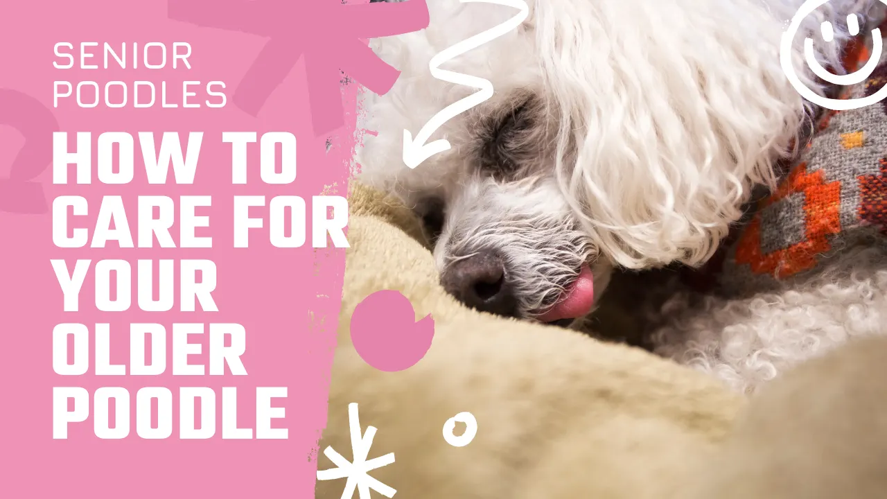 Senior Poodle: How To Care For Your Older Poodle