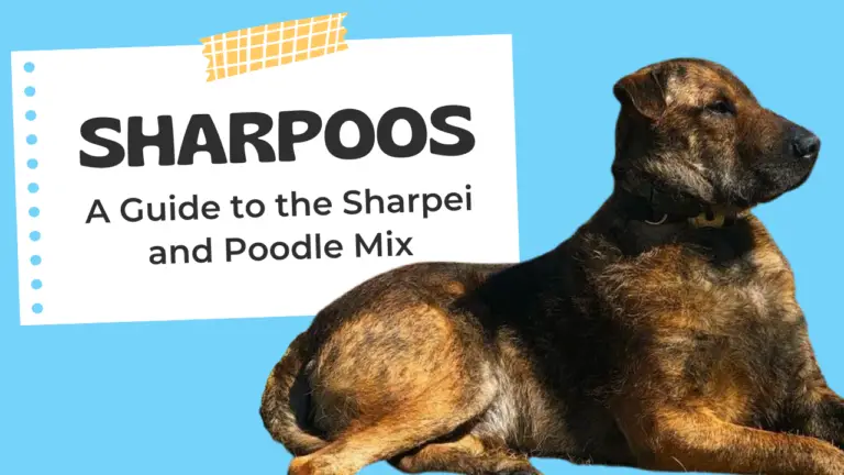 Sharpoos_ A Guide to the Sharpei and Poodle Mix